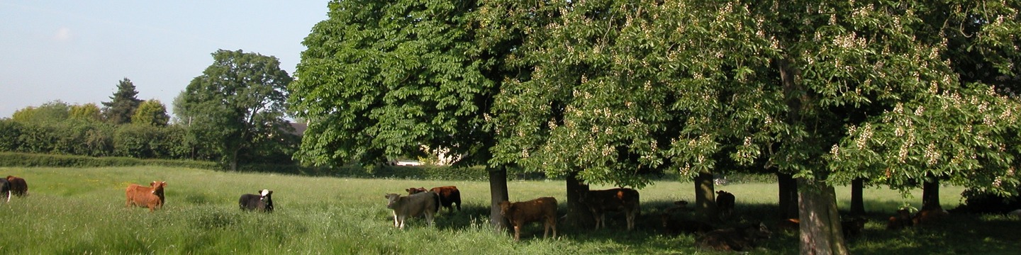 South cambs field with cows and a large tree